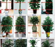 綠色生活，輕享自然——綠化植物租擺與租賃熱賣促銷